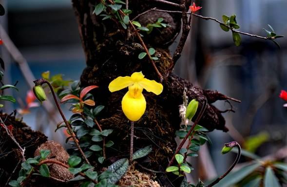 云南最贵的兰花品种有几种,云南兰花名贵品种图片介绍