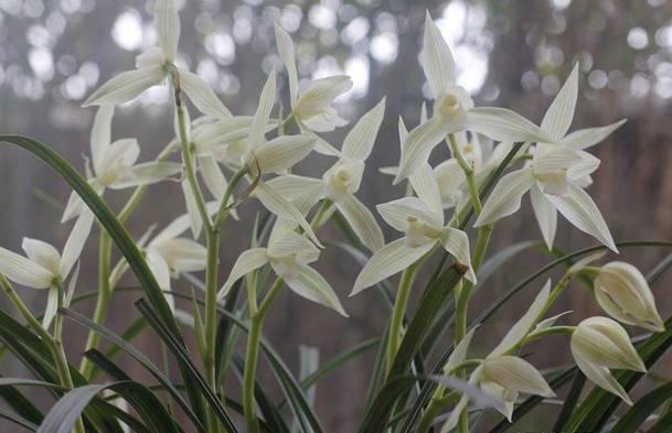 云南最贵的兰花品种有几种,云南兰花名贵品种图片介绍