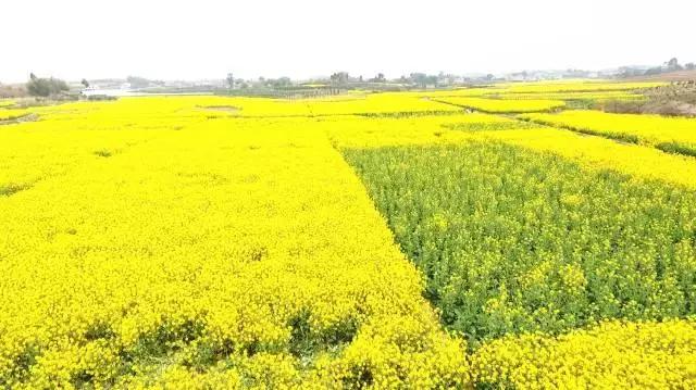 用VR看花海是种怎样的体验?这周就去免费看~