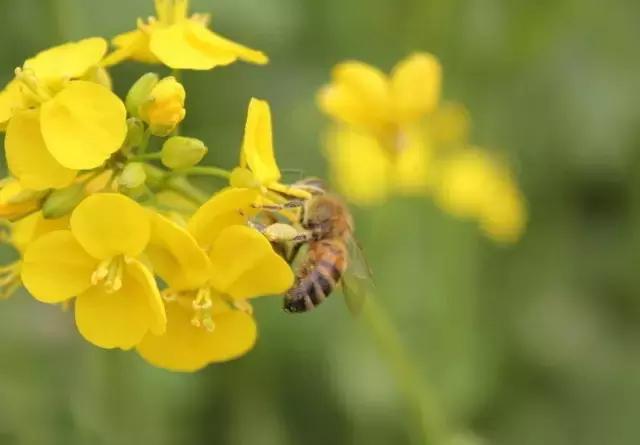 用VR看花海是种怎样的体验?这周就去免费看~