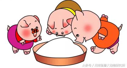 母猪高产的方法和技巧,母猪产力高