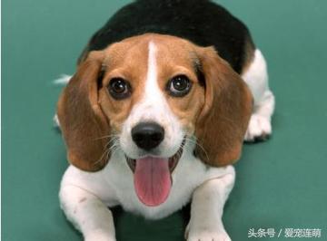 狗狗的用途,狗狗工作地方