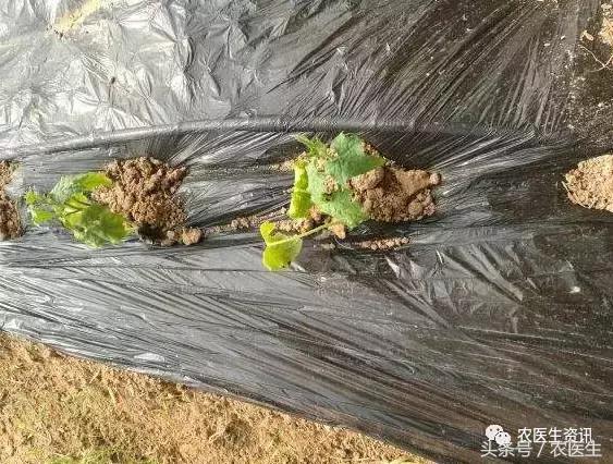 种丝瓜露天病害要什么药水防治,丝瓜炭疽病和角斑病的区别