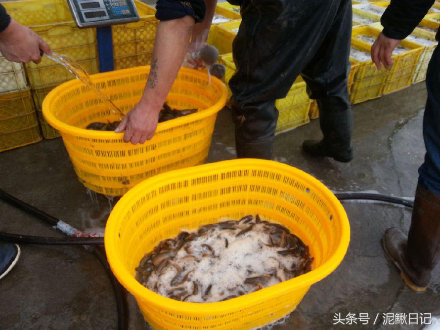 泥鳅养殖场需要注意的问题及对策,影响泥鳅养殖成活率的因素