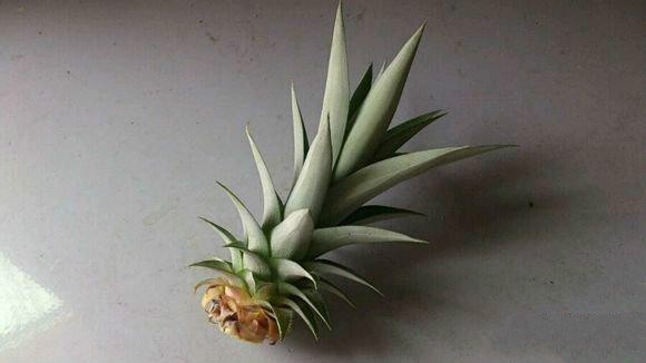 吃完菠萝种菠萝的方法,菠萝吃完的菠萝头还能种吗