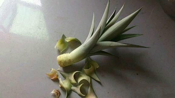 吃完菠萝种菠萝的方法,菠萝吃完的菠萝头还能种吗