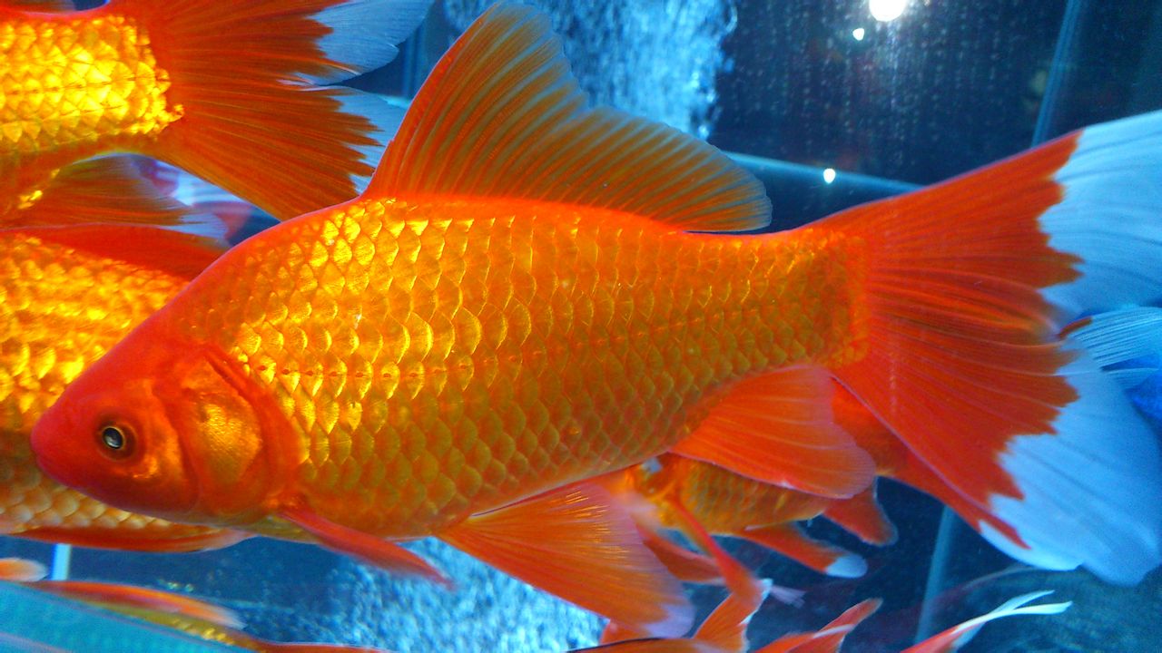 河里的金鱼是什么品种的金鱼,金鱼品种有很多你都知道哪些品种