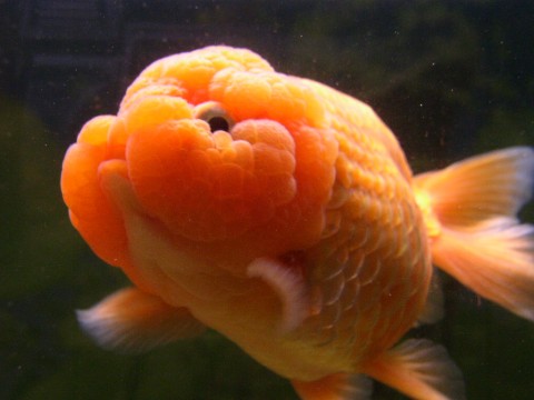 河里的金鱼是什么品种的金鱼,金鱼品种有很多你都知道哪些品种