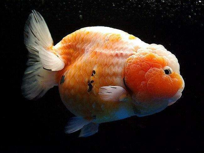 河里的金鱼是什么品种的金鱼,金鱼品种有很多你都知道哪些品种