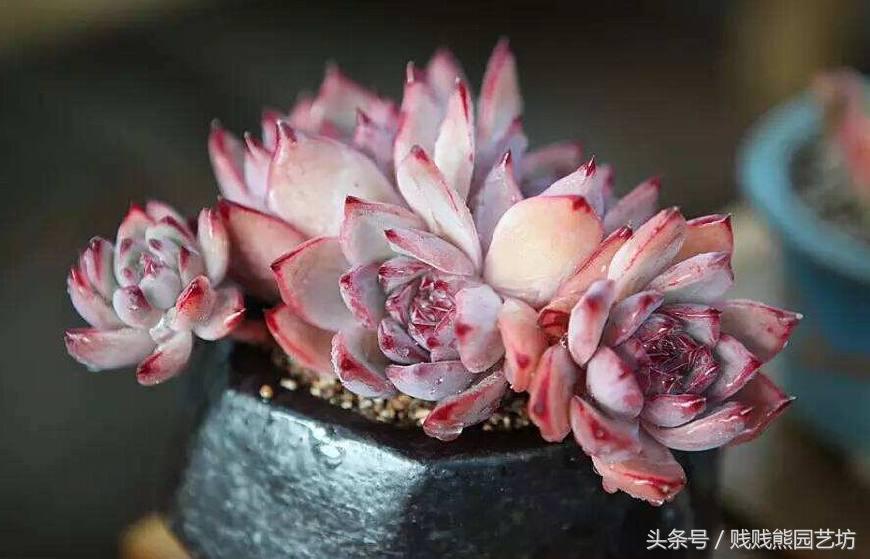 多肉要买生根粉吗,多肉需要买专用土吗