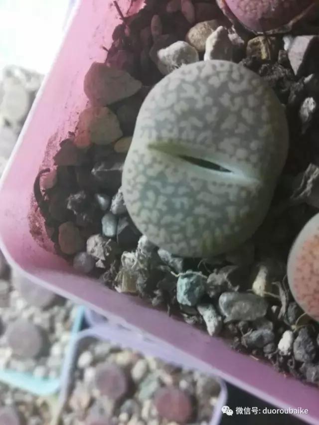 花能解语还多事的读音,一年生石花养护