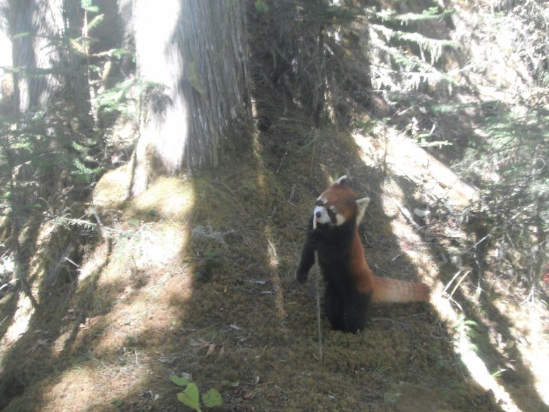 森林之眼好玩吗,森林之眼在景区哪个位置