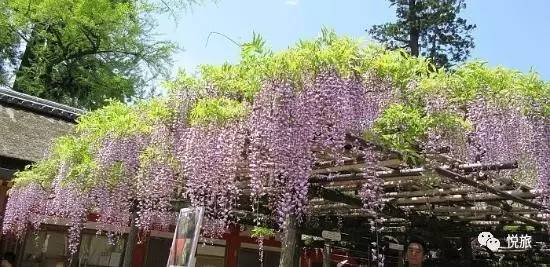 紫藤的四月美景,日本著名紫藤景点