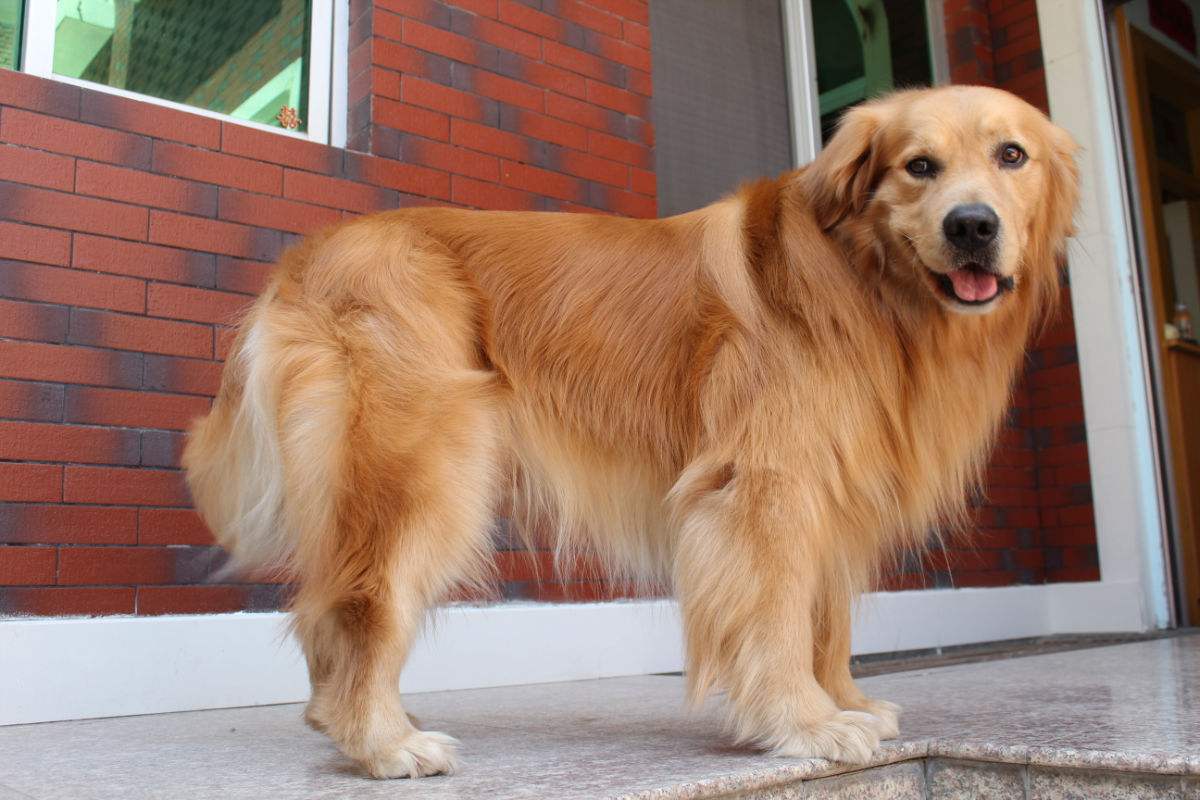 狗狗雨衣宠物防水外套,夏季狗狗雨衣推荐