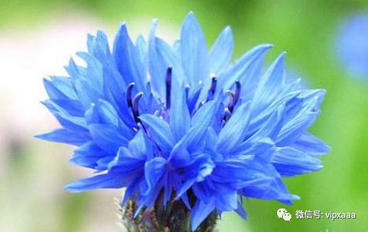 这13种开紫色花的花卉你认识几种,五种常见蓝色花