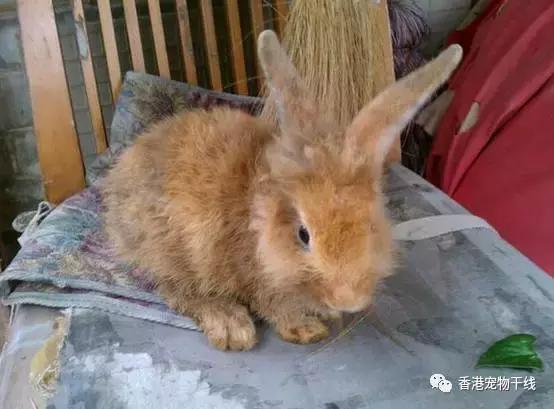 兔子养了几天不想养了,自从养了兔子就开始天天不顺