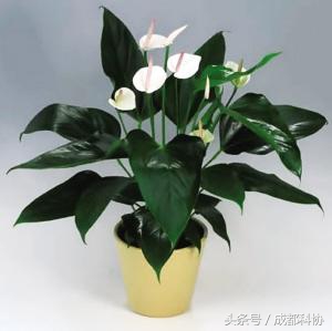 空气污染的影响和危害,空气污染会造成什么危害