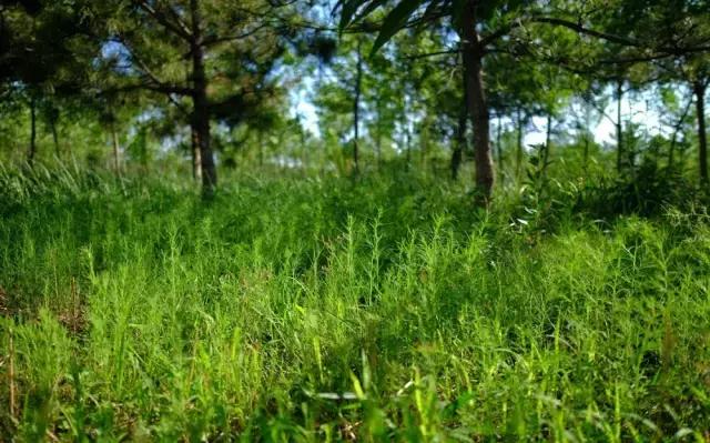 农业种植铺地膜有必要吗,种植农作物盖透明地膜好吗