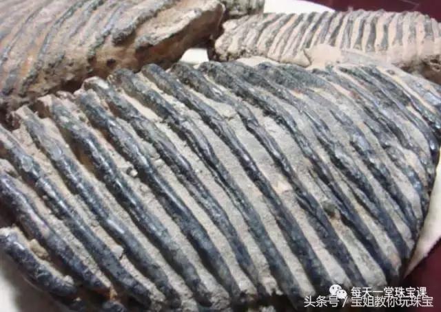 猛犸象现在真的灭绝了吗,猛犸象已灭绝为什么还有猛犸象牙