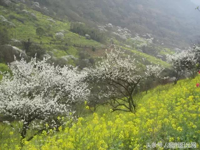 柳州美景樱花谷,柳州的花海美景