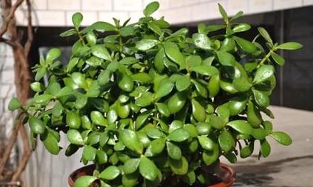 枯萎的花不能要了就该扔到垃圾桶,这五种花千万不要买