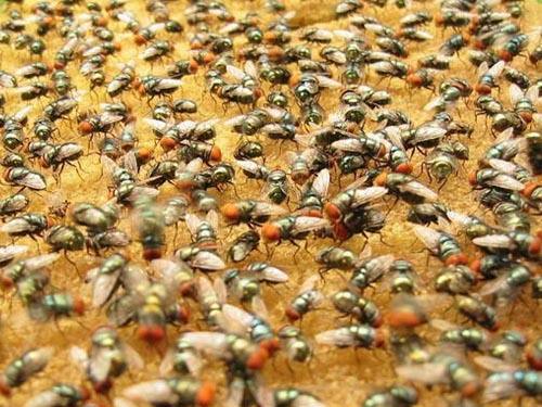 养苍蝇挣钱,养苍蝇到底赚不赚钱