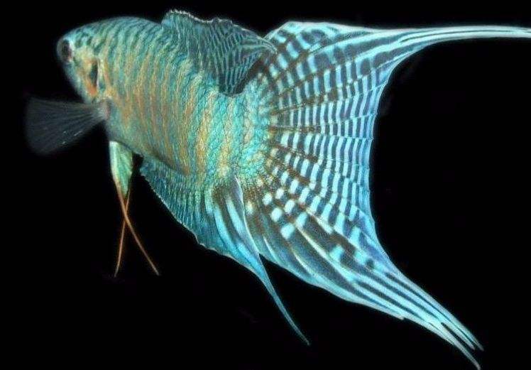 常见原生缸鱼,广西常见原生鱼