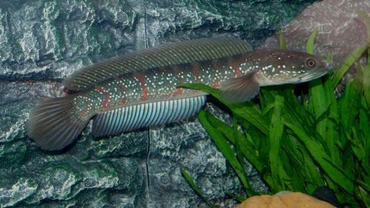 常见原生缸鱼,广西常见原生鱼