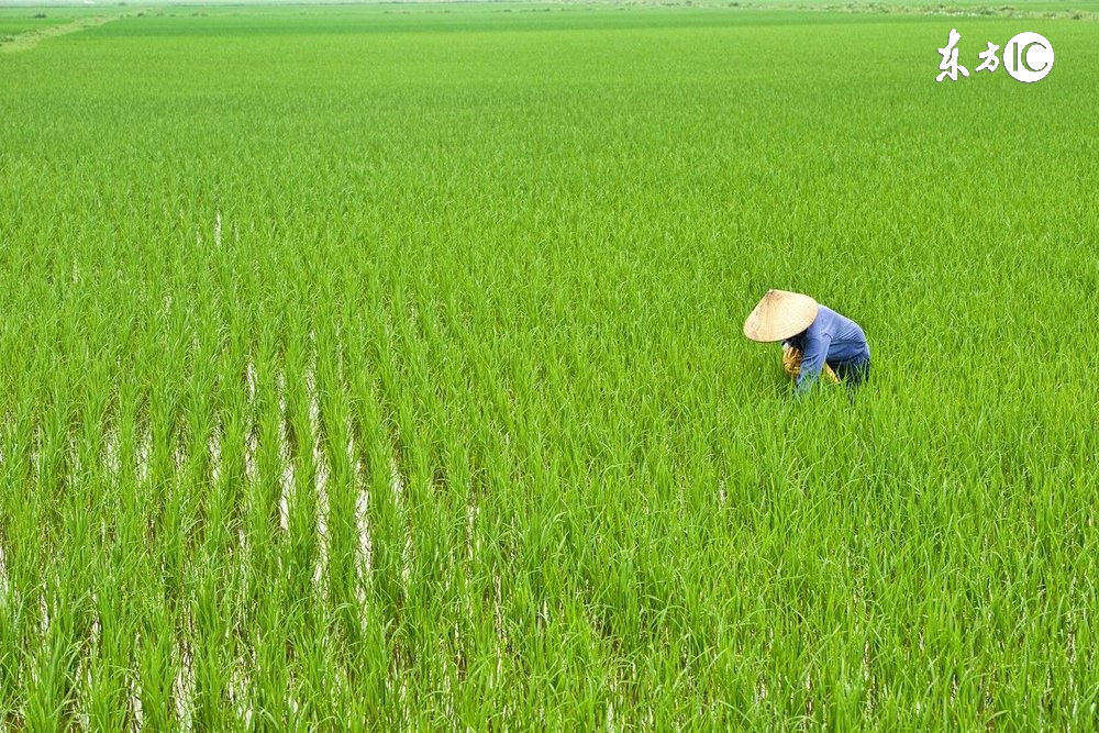 农村土地流转后还有粮补吗,土地流转以后大龄农民靠什么生活