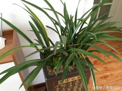 金边兰花叶子发黄发干怎么回事,小桃红兰花叶子发黄和盆小有关吗