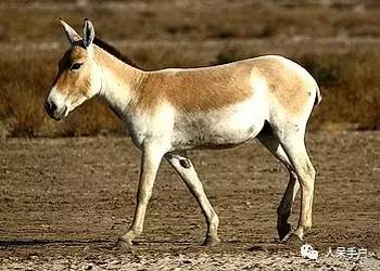 熊猫还是中国一级保护动物吗,秦金丝猴是国家一级保护动物