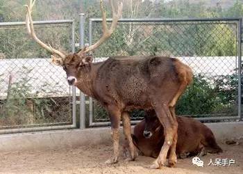 熊猫还是中国一级保护动物吗,秦金丝猴是国家一级保护动物