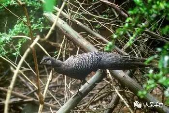 熊猫还是中国一级保护动物吗,秦金丝猴是国家一级保护动物