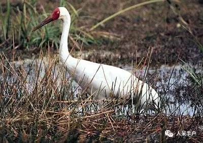 熊猫还是中国一级保护动物吗,秦金丝猴是国家一级保护动物