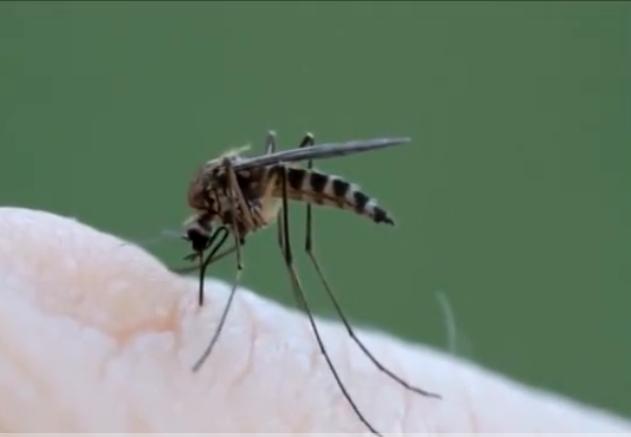 可以吸脂肪的蚊子是真的吗,蚊子抽脂肪吗