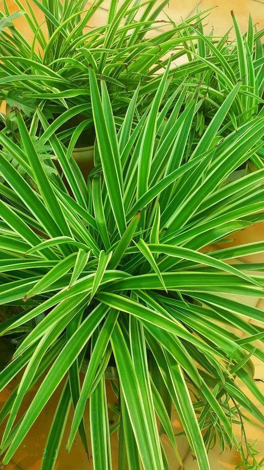 冯骥才老先生的《珍珠鸟》,关于吊兰养护,他这样说!