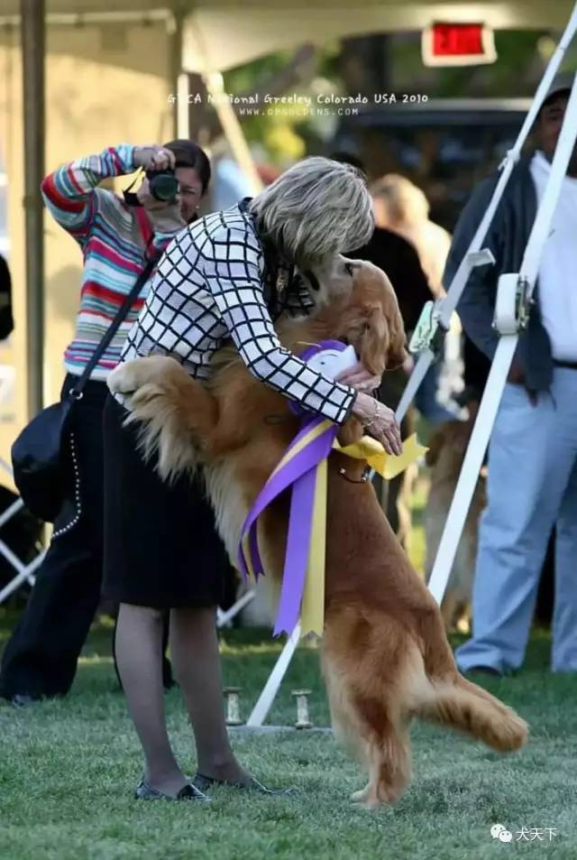 殿堂人物:采访美国金毛领军人物—TonyaStruble