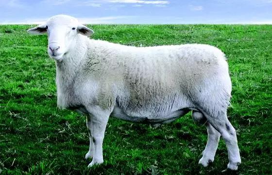 肉羊优良品种有哪些,马章全