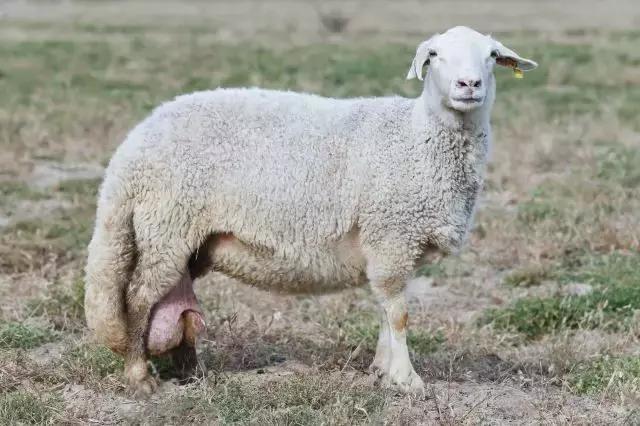 肉羊优良品种有哪些,马章全