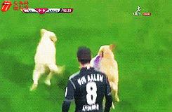 欧洲足球赛球员发挥欠佳,两只拉布拉多看不下去了,闯入球场