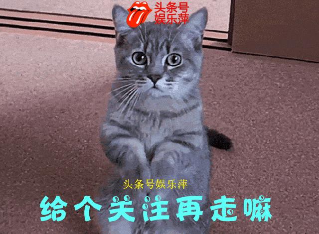 欧洲足球赛球员发挥欠佳,两只拉布拉多看不下去了,闯入球场