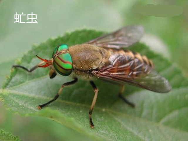 桂枝茯苓丸治子宫肌瘤有效吗,子宫肌瘤用桂枝茯苓丸有效吗