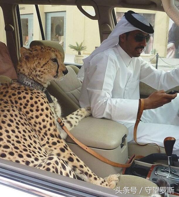 迪拜为什么这么有钱图片,迪拜有多有钱图片