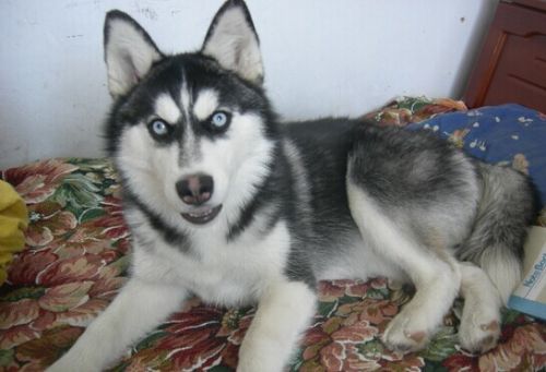 梦到狗咬人怎么回事,梦到小狗咬人预示着什么