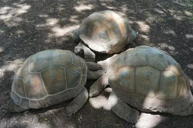 毛里求斯，拿水壶换保时捷的天堂