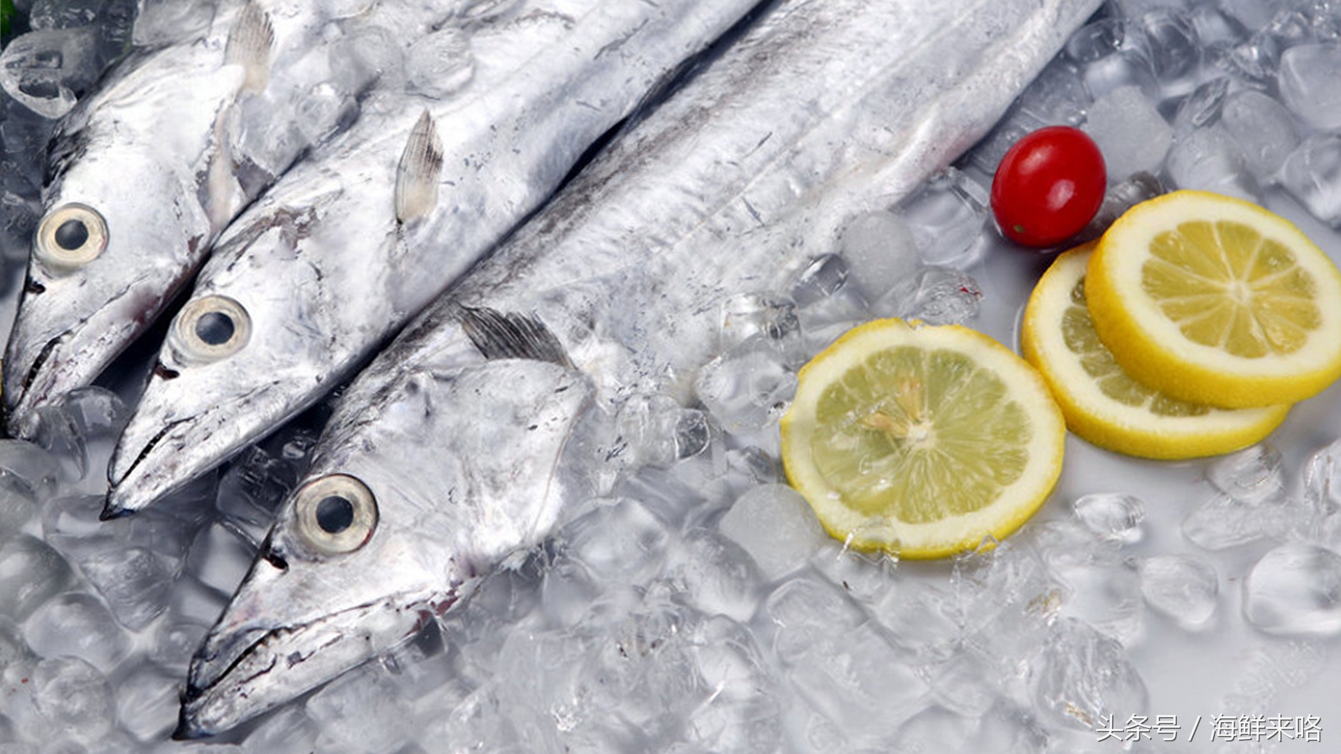 哪种海鱼吃着最简单,哪种海鱼喜欢吃肉