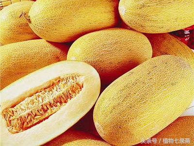 水果盆栽种植哈密瓜,种植水果盆栽哈密瓜