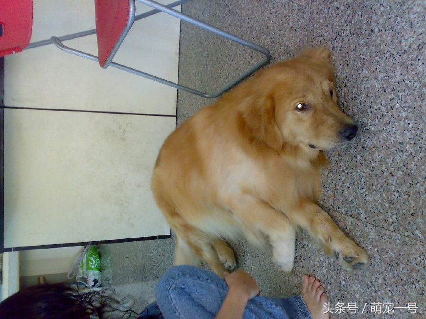 养了一只金毛,养了只金毛
