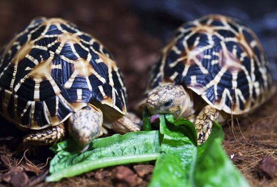 印度星龟广州陆龟,印度星斑陆龟