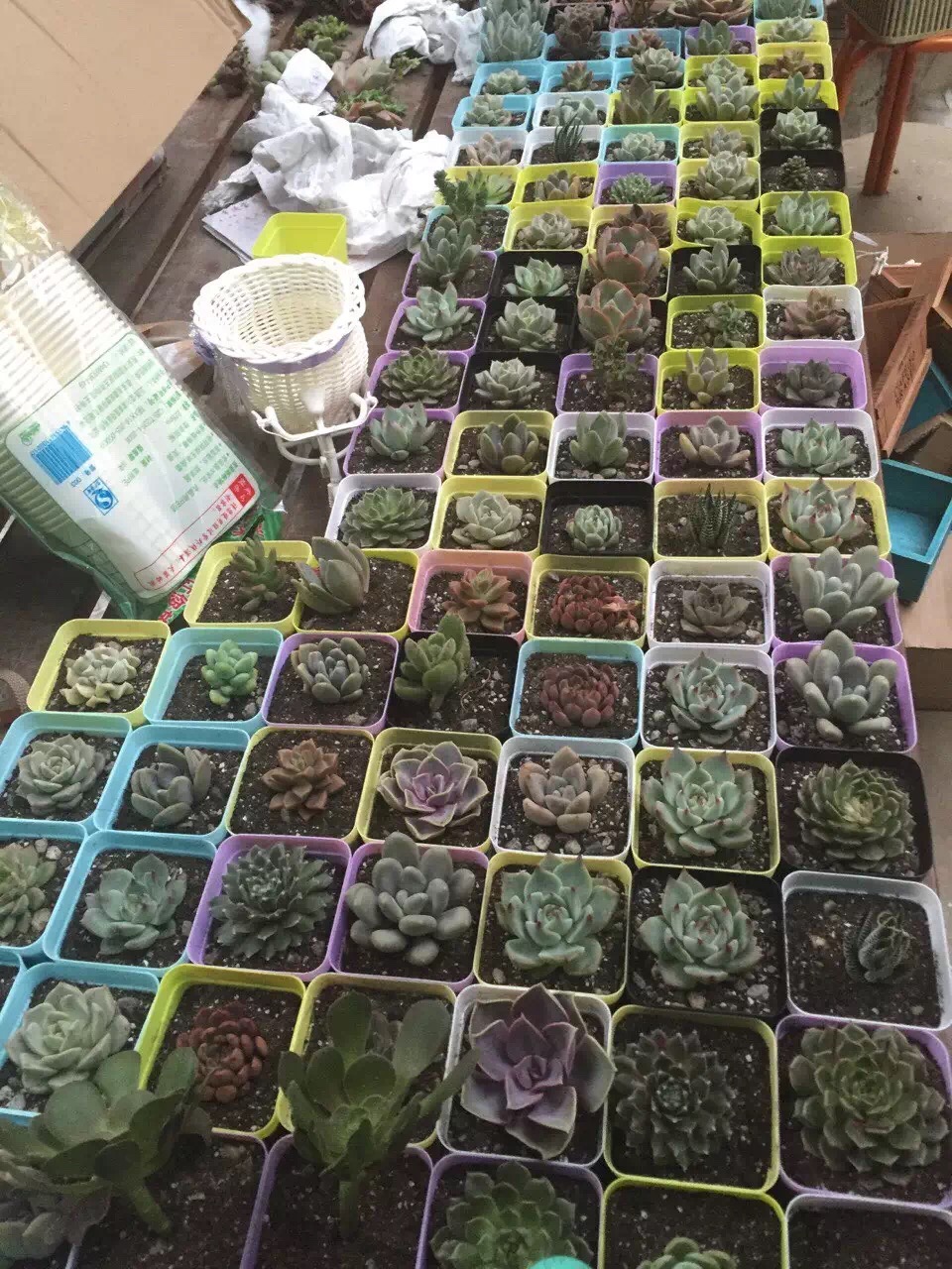 怎么开多肉植物店,多肉植物实体店开店流程